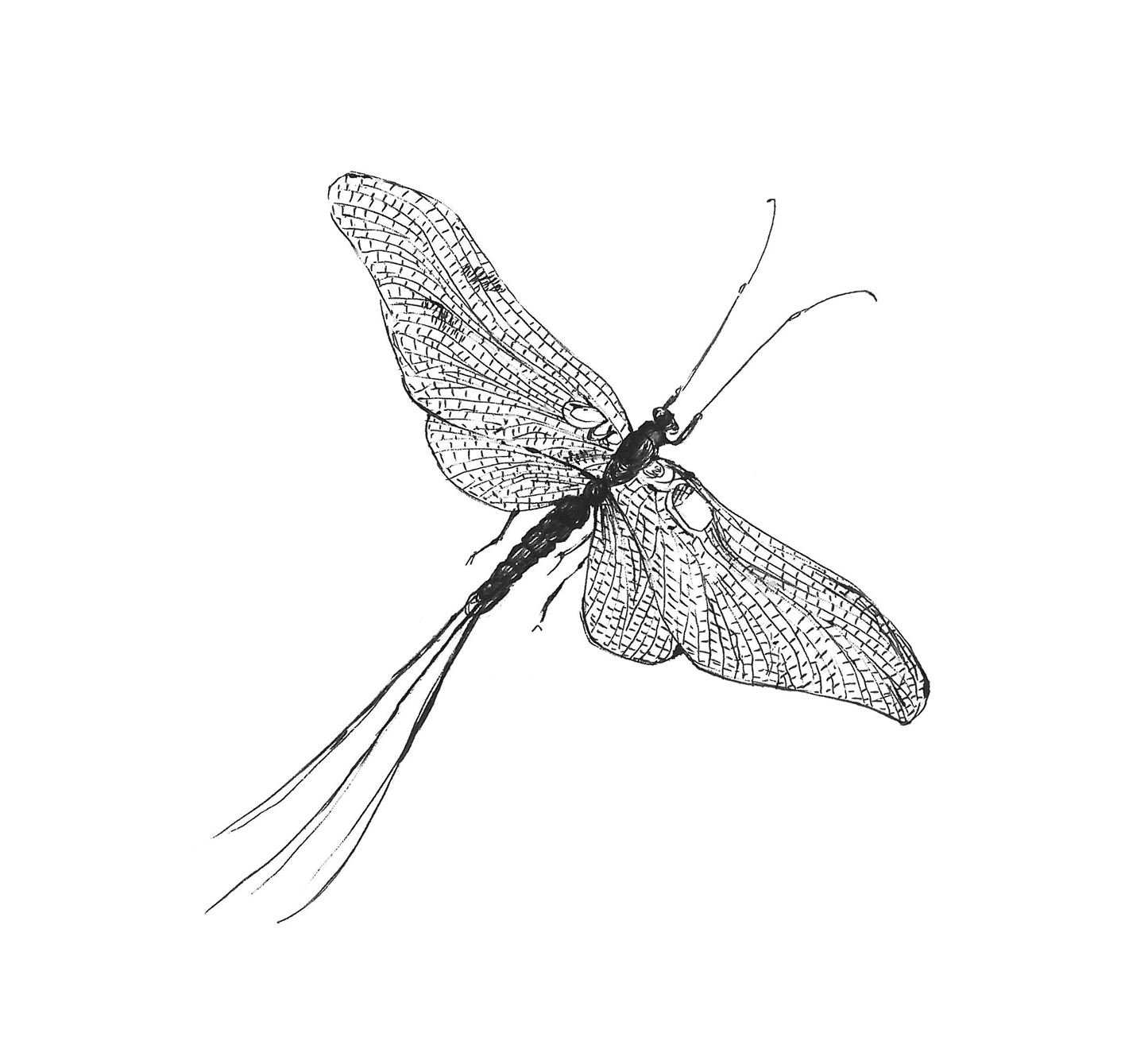 Wing Study — Fine-line Ink